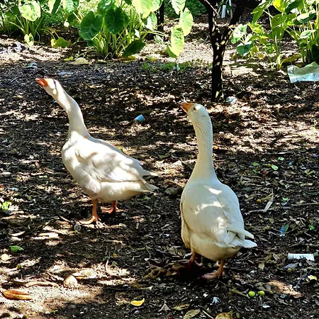 Cantinho Da Quinta Apartment