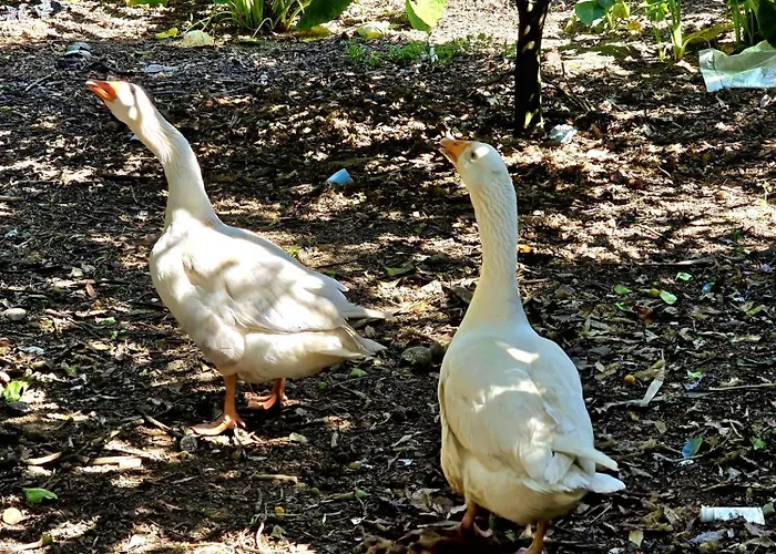 Cantinho Da Quinta Apartment